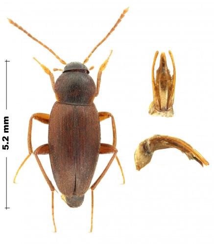 Choleva angustata